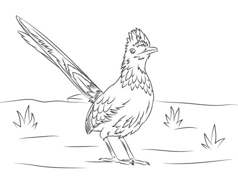 Greater Roadrunner Bird Coloring Page